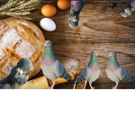 The Pigeon Cult
