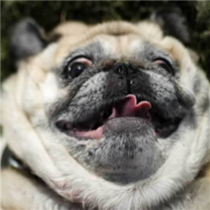 omg lol funny pug!!! Roblox decal