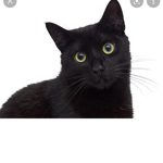 Super Epic Cats!!!