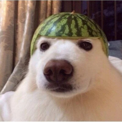 Watermelon dog Roblox decal