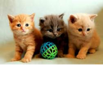little kitty