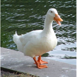 Quackerman Studios
