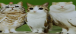 Critical Cats