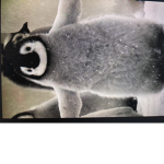 The penguin kingdoom
