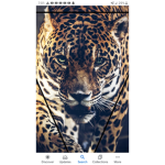 Jaguars Are Cool