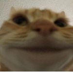 Los Gatos locos