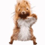 Squirrel Appreciation Club