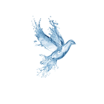 Splashbird Studios
