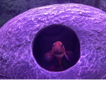 The potato fishy squad