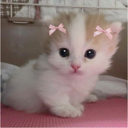 ૮꒰ ˶• ༝ •˶꒱ა 𐙚