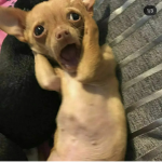 Turd Dogs