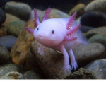 Axolotl_hi