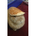Doge's are cool bois