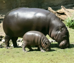 The hippo_s