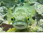 Puffer Fish Kingdom