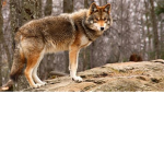 Coyotes United!!!!!