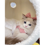 Strawberry YT Group