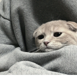 Cat obby