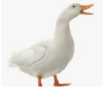 The mighty duck tribe