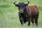 The Charging Bulls