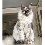 MaineCoonS2
