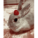 Chill Bunnys