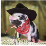 Pigggy Fans