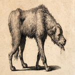 Rabid Dog Company