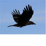 new eagland crows