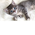I gatti inteligenti
