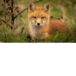 For the foxes!