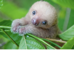 Sloth and banana group