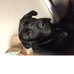 Labrador doggy