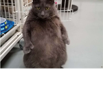 Rats we don’t like cats