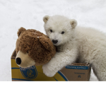 Animals home :D