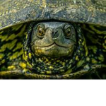 Tortle fanclub
