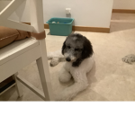 Puppy fan group made on 2 March 2023