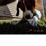Pooterz