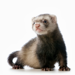Team ferrets