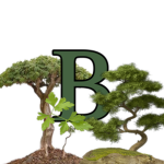 Bonsai Restaurant