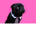 Pugs are out gang