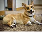 Doge world 5