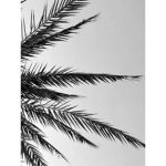 Welcome to my group the black and white group