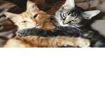 Cats Are LIFE! YEAH