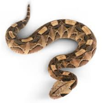 Snake Viper Team