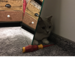 Katze amelie