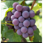 THE GREAT GRAPE ARMY!