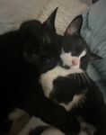 -kittens-