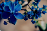 floralesence