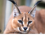 Caracal Corp.